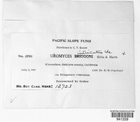 Uromyces intricatus image